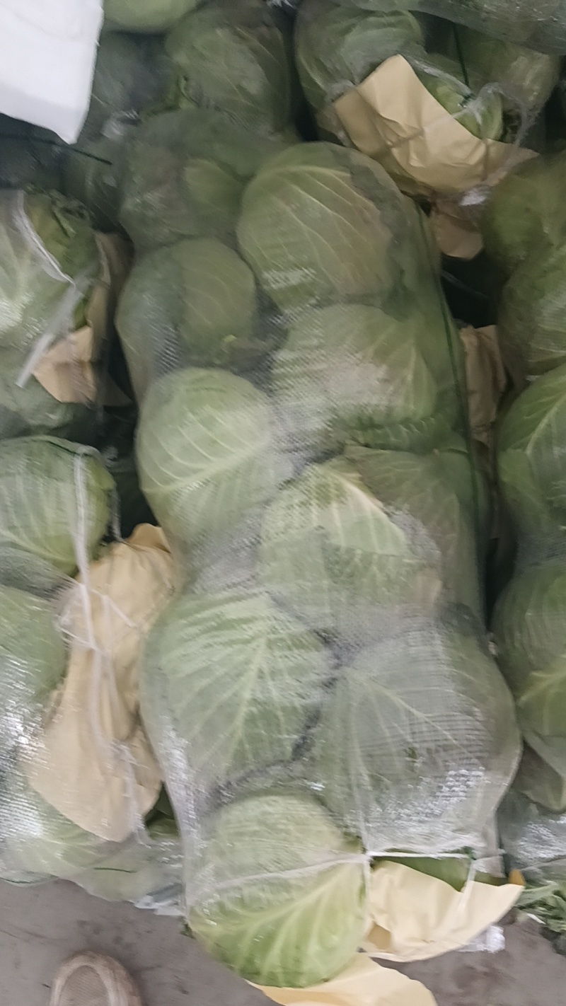 半软甘蓝大量走货，价格可谈，品质保证，欢迎来电