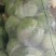 半软甘蓝大量走货，价格可谈，品质保证，欢迎来电