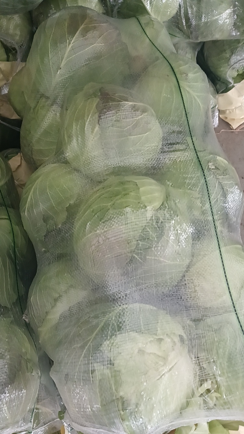 半软甘蓝大量走货，价格可谈，品质保证，欢迎来电