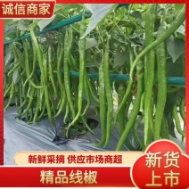 【推荐】三号八号线椒苗抗病性强高产青绿油泽苗场直供基地
