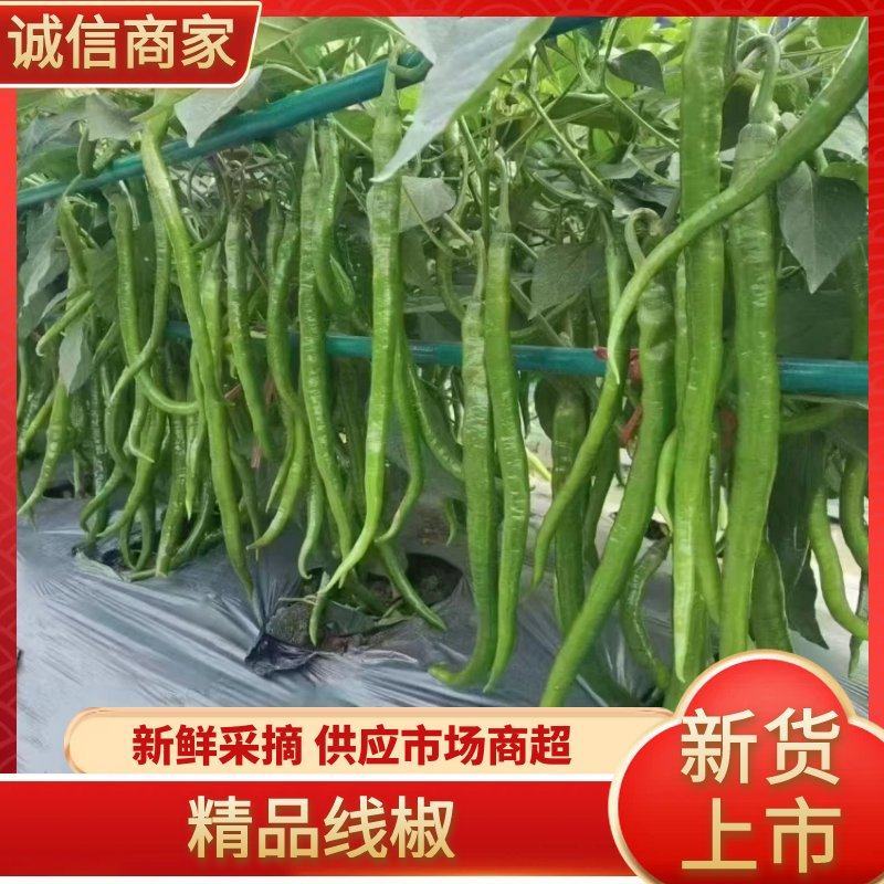 【推荐】三号八号线椒苗抗病性强高产青绿油泽苗场直供基地