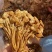 纯干货菇类，美菌菇类产品，库房大量现货供应
