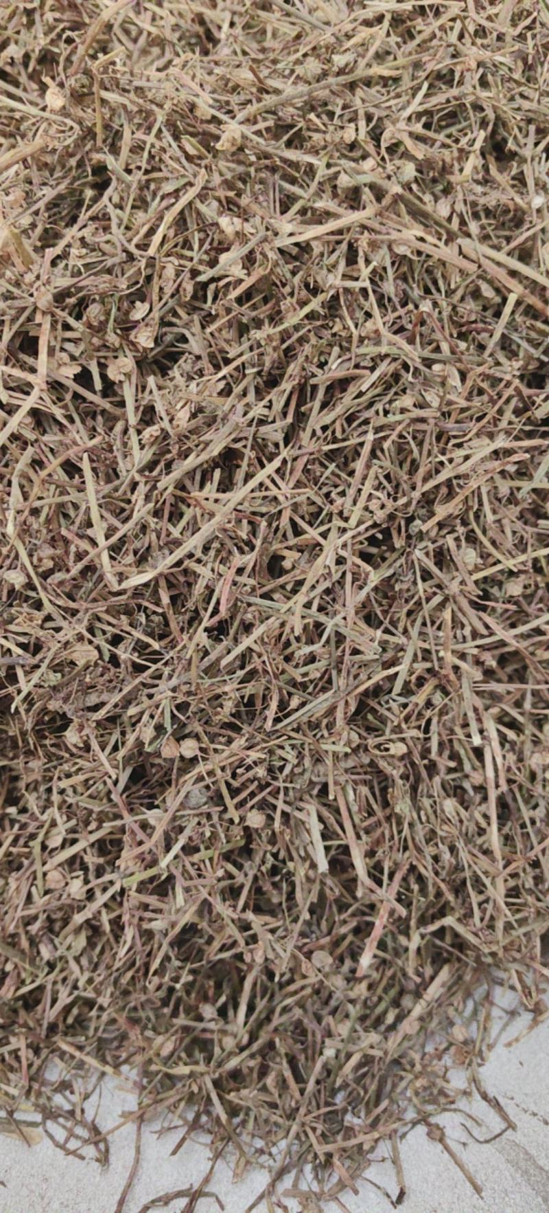 白花蛇舌草蛇草白花蛇草优质除尘产地直销一手货源