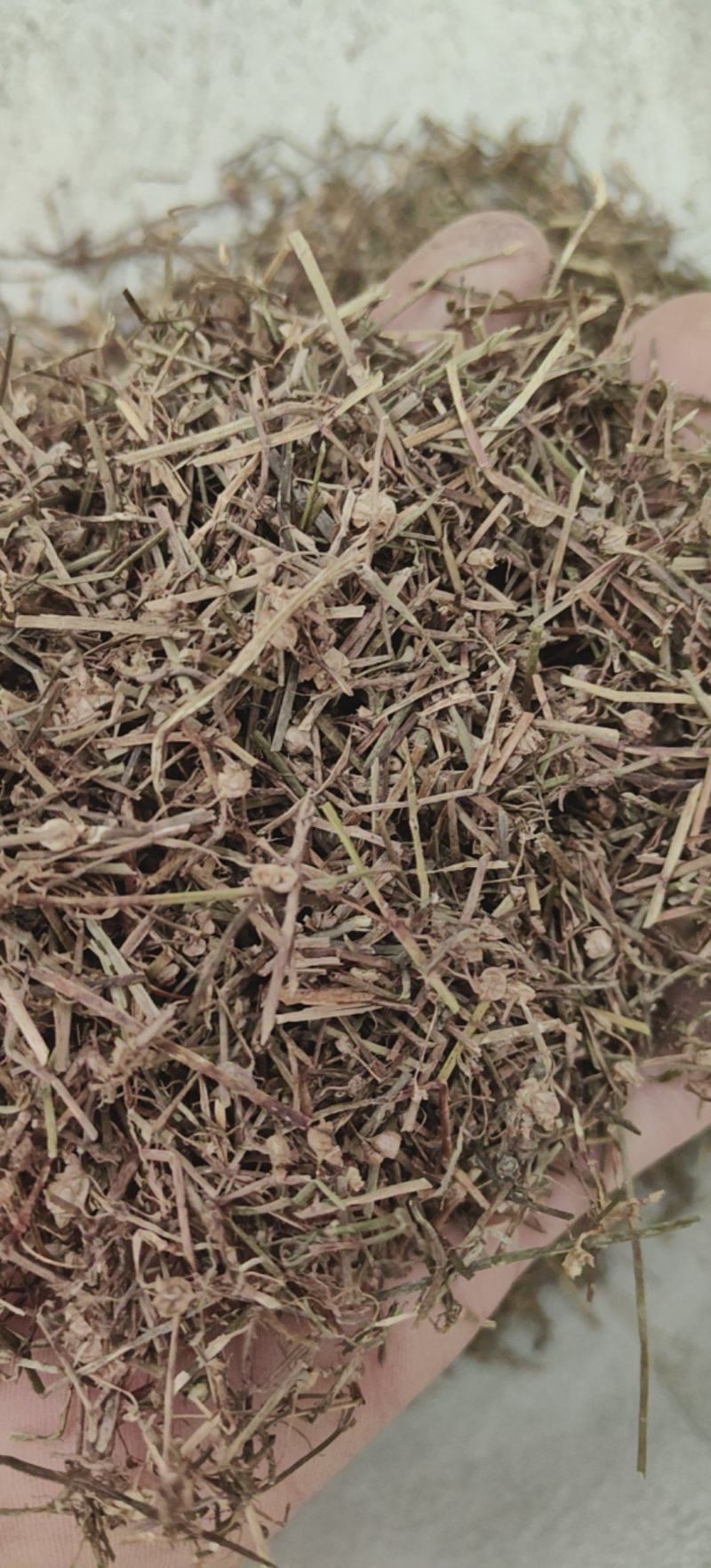 白花蛇舌草蛇草白花蛇草优质除尘产地直销一手货源