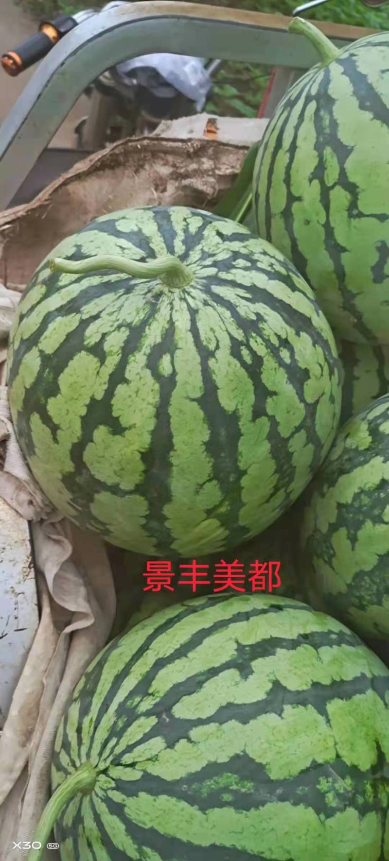 【有好货】全绿美都景丰西瓜种子果肉鲜红甜爽多汁早熟丰产