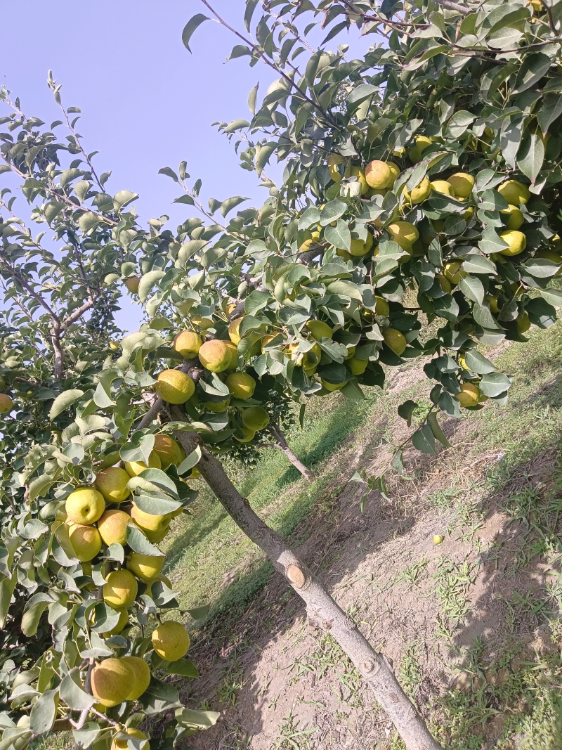 新疆库尔勒香梨产地直发，货源充足量大优惠，欢迎致电