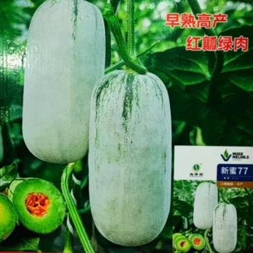 【新蜜77】早熟高产，基地直发，全国无缝隙发货