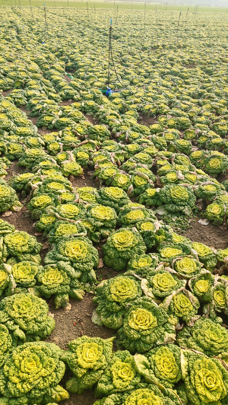 基地种植100亩精品黄心乌塌菜精品无虫无黄叶干净精品