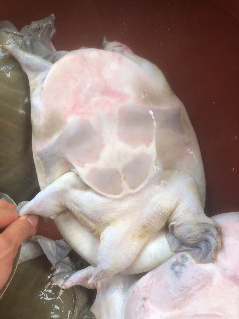 黄沙鳖，量大质优，一手货源，规格多，详情电话沟通