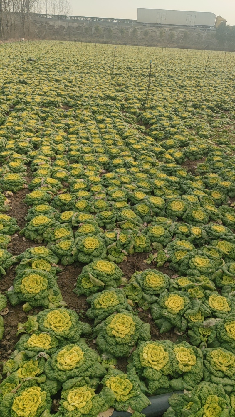 精品黄心乌塌菜100亩基地直发
