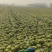 精品黄心乌塌菜100亩基地直发