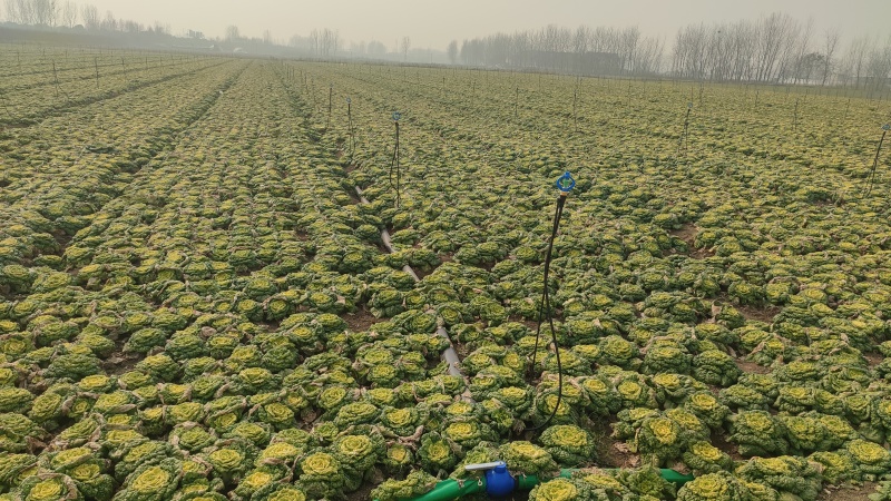 精品黄心乌塌菜100亩基地直发