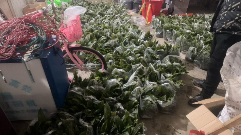 双叶毛慈姑紫花苗，直播训化苗产量高，好管理