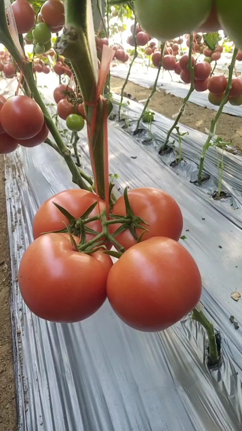 硬粉西红柿大量上市果形圆润光滑全程熊蜂授粉，无空洞果。