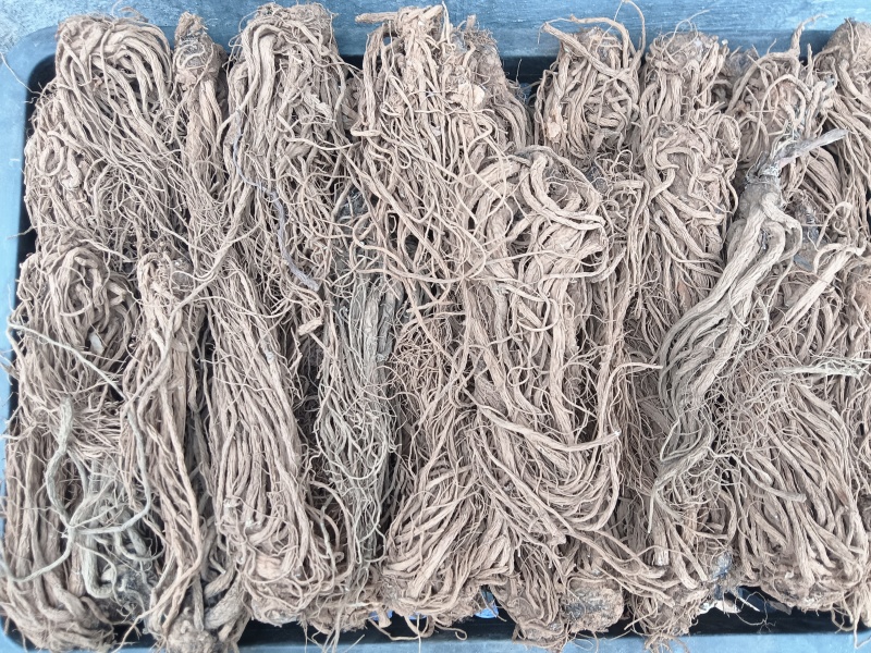 云南包检当归大量有货厂家直销欢迎电联