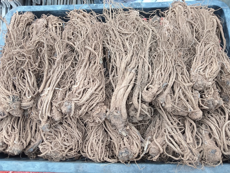 云南包检当归大量有货厂家直销欢迎电联
