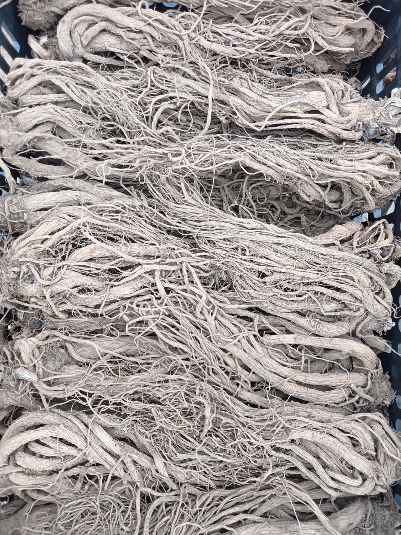 云南包检当归大量有货厂家直销欢迎电联