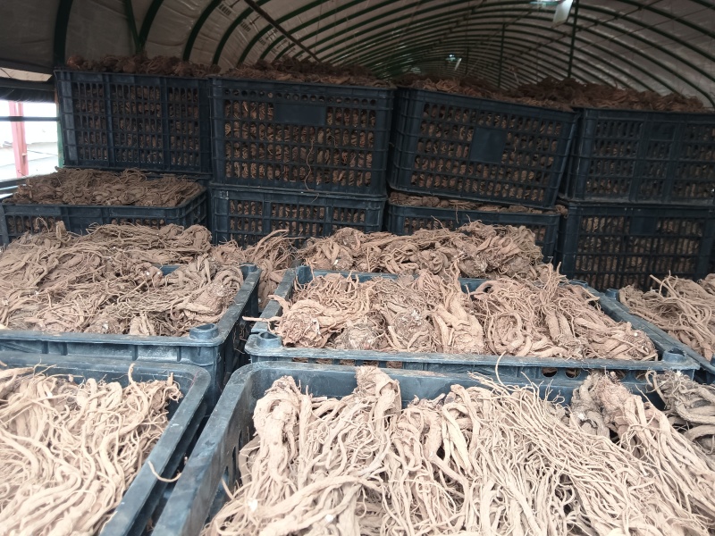 云南包检当归大量有货厂家直销欢迎电联
