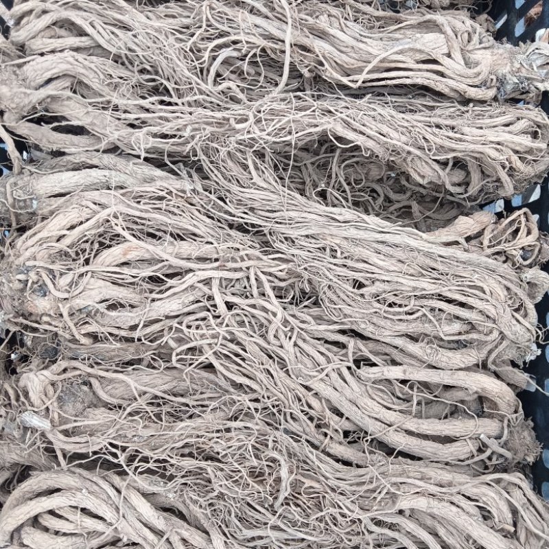 云南包检当归大量有货厂家直销欢迎电联