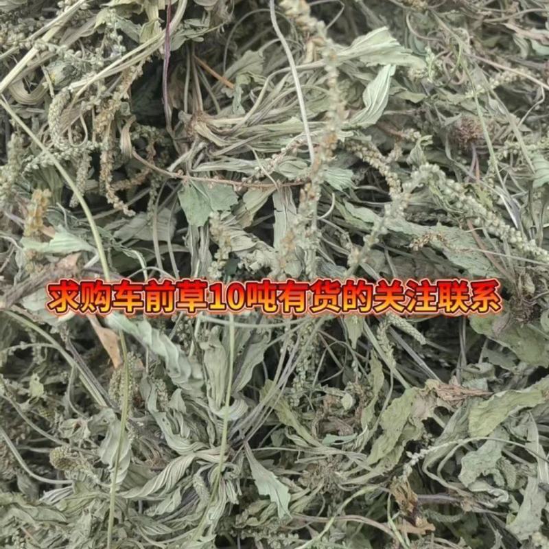 车前草批发零售欢迎下单