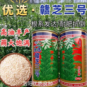 白芝麻种子赣芝三号优质高油白黑芝麻种子耐旱抗倒伏春夏芝麻