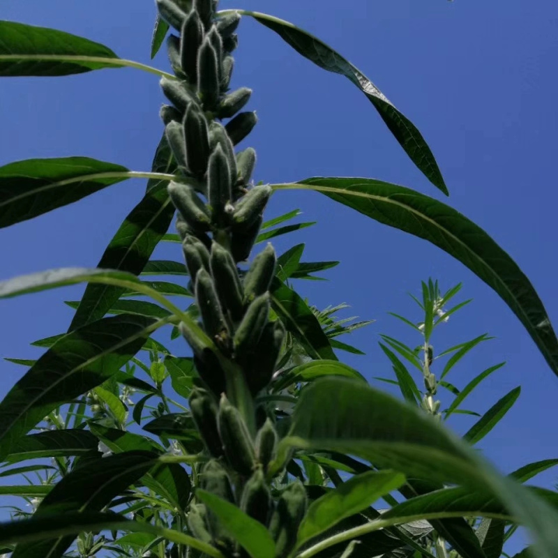 白芝麻种子赣芝三号优质高油白黑芝麻种子耐旱抗倒伏春夏芝麻