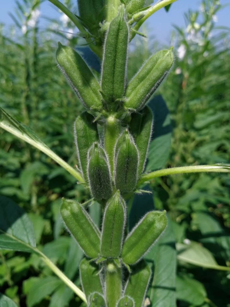 白芝麻种子赣芝三号优质高油白黑芝麻种子耐旱抗倒伏春夏芝麻