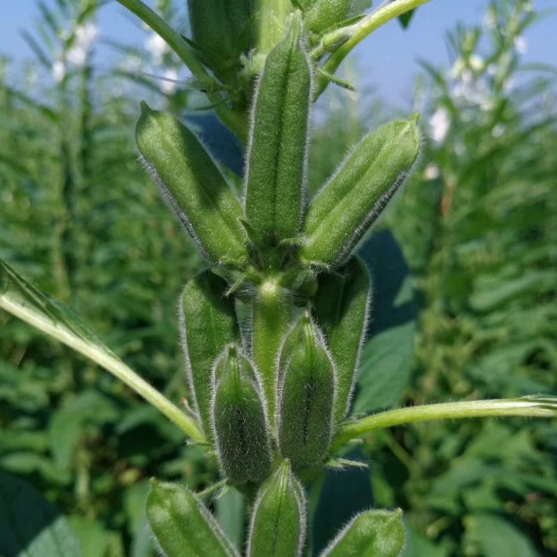 白芝麻种子赣芝三号优质高油白黑芝麻种子耐旱抗倒伏春夏芝麻