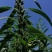 白芝麻种子赣芝三号优质高油白黑芝麻种子耐旱抗倒伏春夏芝麻