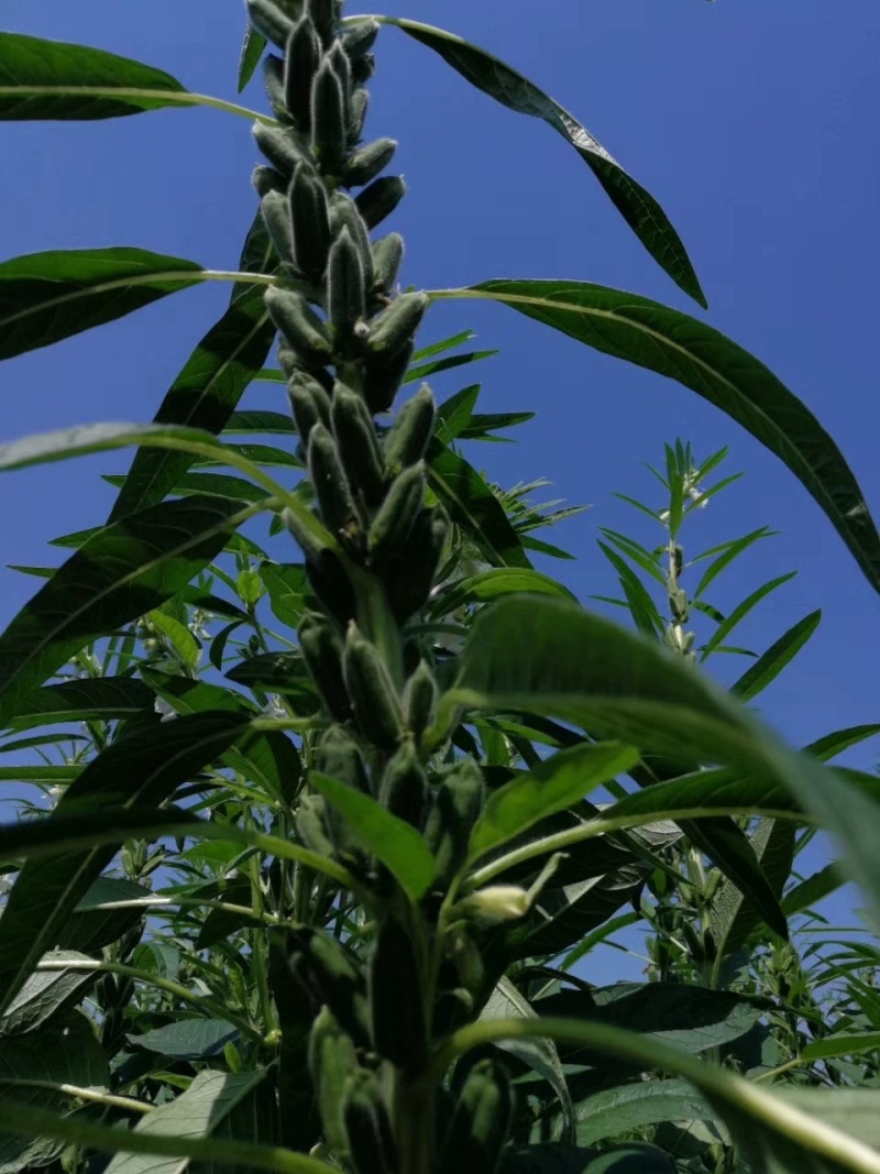 白芝麻种子赣芝三号优质高油白黑芝麻种子耐旱抗倒伏春夏芝麻