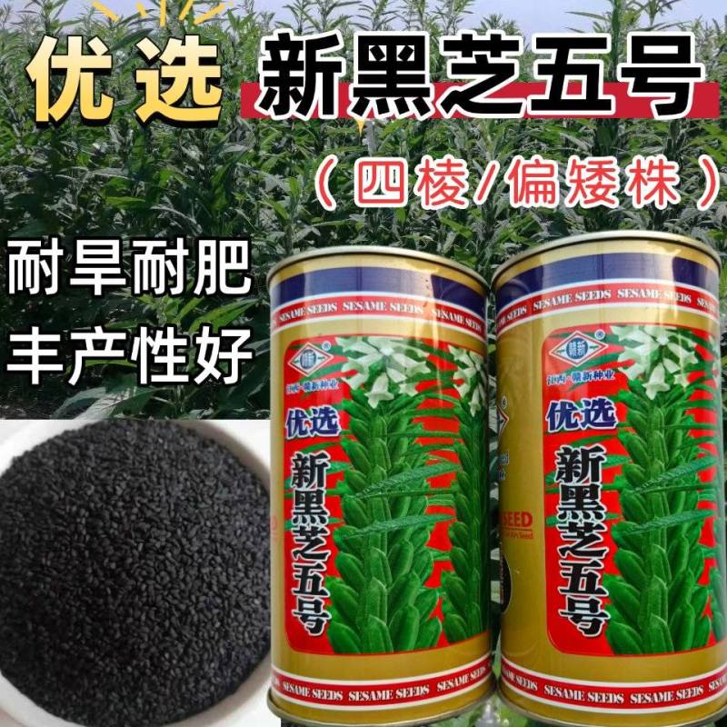 黑芝麻种子新黑芝五号高产高油耐旱耐倒黑白芝麻种子春夏芝麻