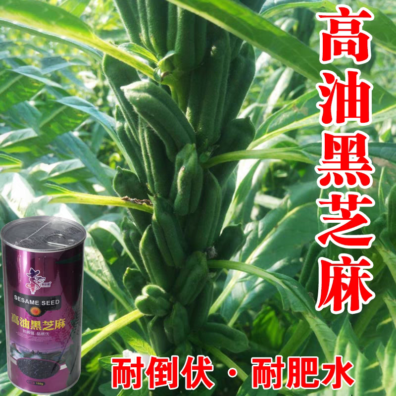 黑芝麻种子新黑芝五号高产高油耐旱耐倒黑白芝麻种子春夏芝麻