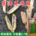 黑芝麻种子新黑芝五号高产高油耐旱耐倒黑白芝麻种子春夏芝麻