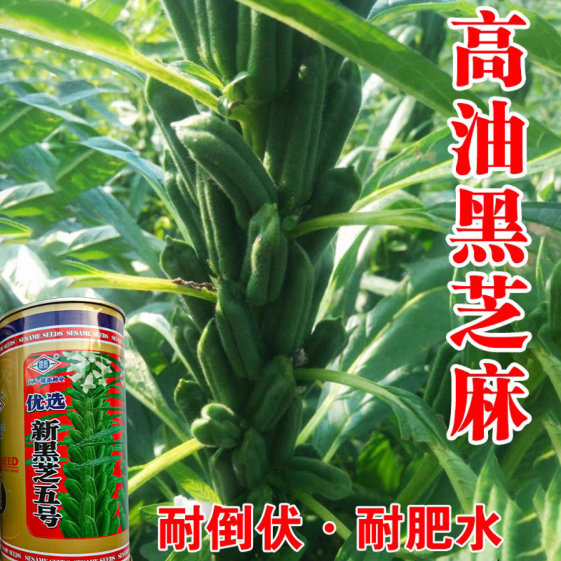 黑芝麻种子新黑芝五号高产高油耐旱耐倒黑白芝麻种子春夏芝麻