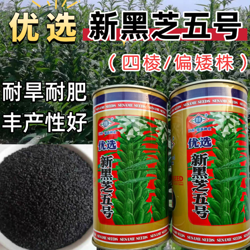 黑芝麻种子新黑芝五号高产高油耐旱耐倒黑白芝麻种子春夏芝麻