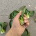 苏州青上海青矮脚菜