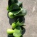 苏州青上海青矮脚菜