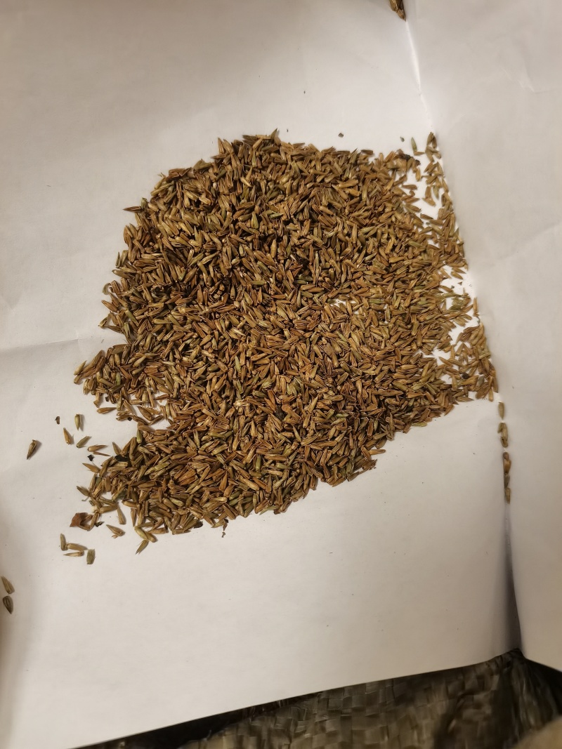 牛膝种子