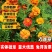 孔雀草厂家货源批发价格全国发货价格便宜欢迎下单咨询