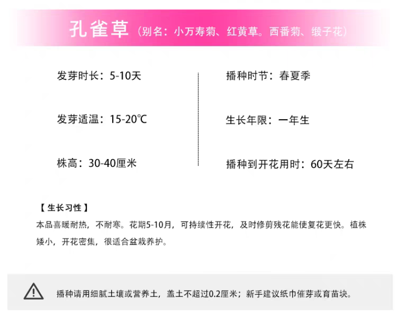 孔雀草厂家货源批发价格全国发货价格便宜欢迎下单咨询