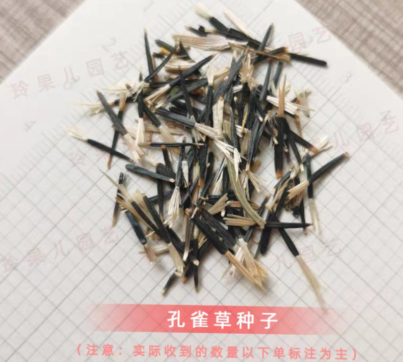 孔雀草厂家货源批发价格全国发货价格便宜欢迎下单咨询