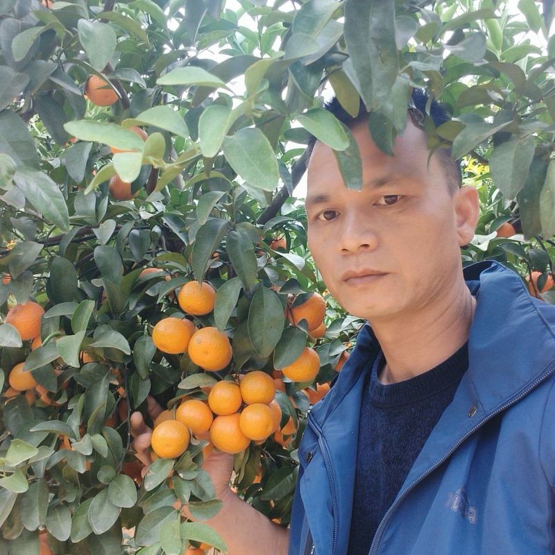 【一手货源】广西崇左沃柑规格齐全价格优惠欢迎全国果商订购