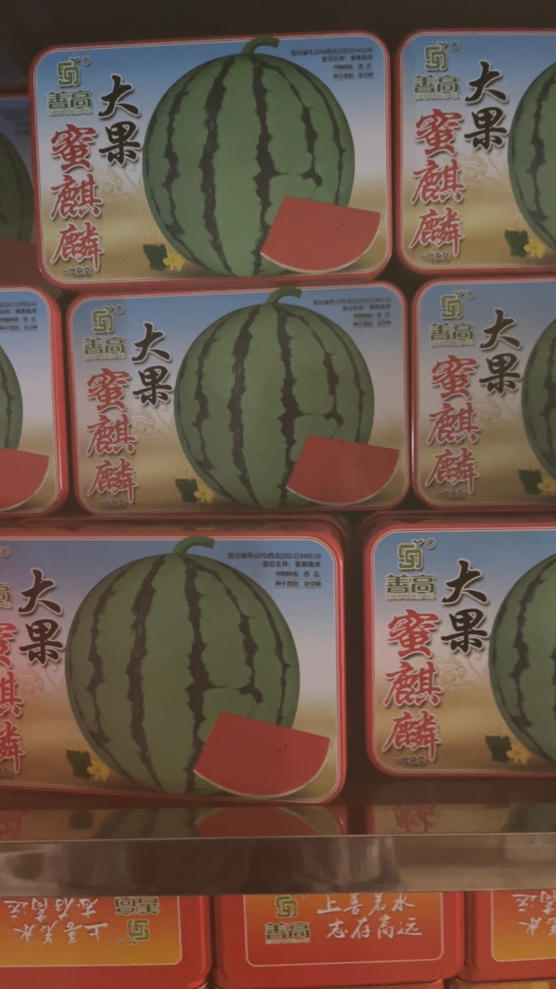 大果蜜麒麟杂交一代中早熟地雷瓜长势旺**甜