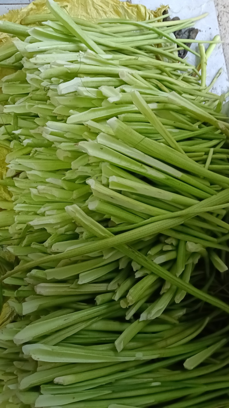 广西特产去皮芋苗，芋禾杆子，芋梗，脆芋苗