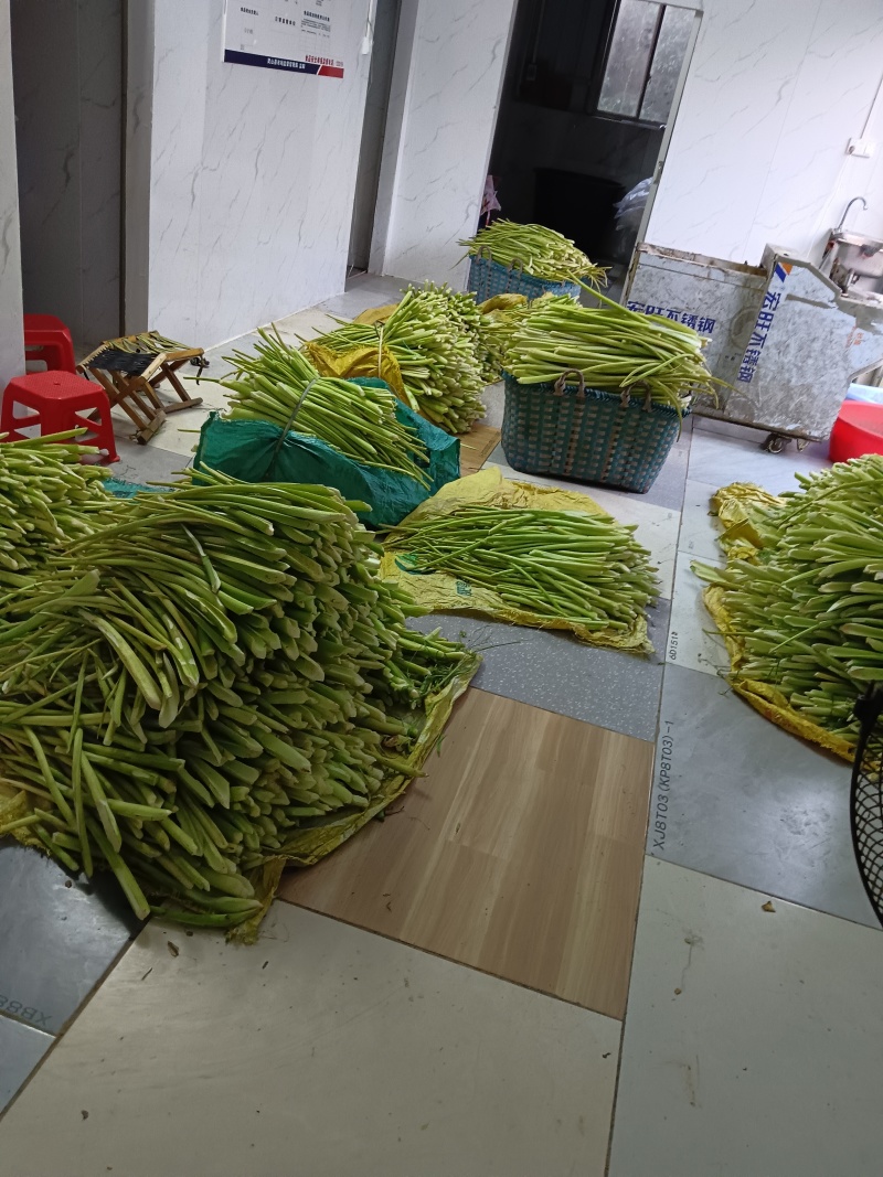 广西特产去皮芋苗，芋禾杆子，芋梗，脆芋苗