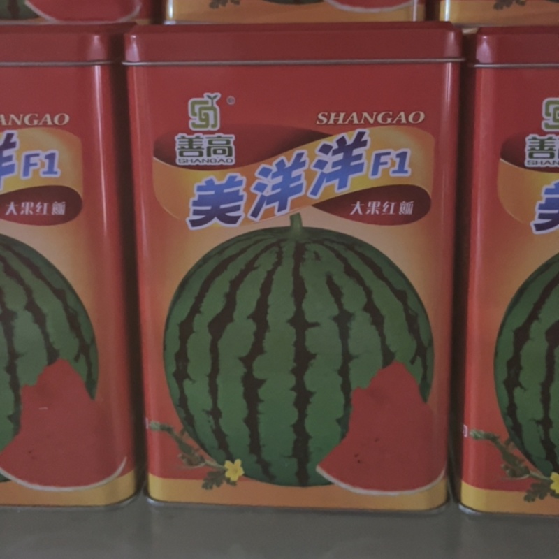 善高美羊羊大瓜型中早熟瓜**甜好吃抗病倒