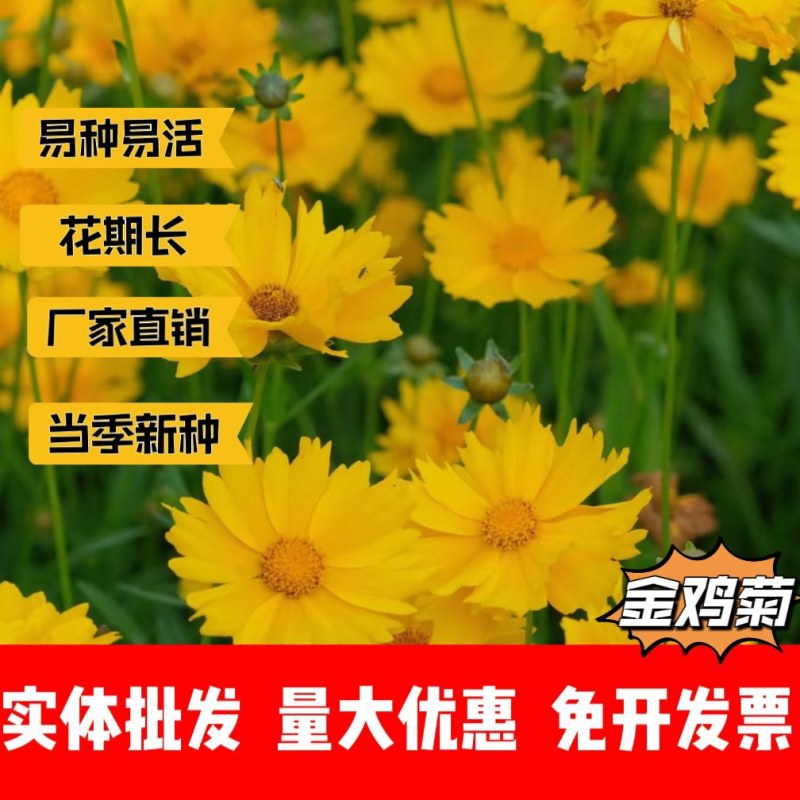 金鸡菊厂家货源批发价格全国发货价格便宜欢迎下单咨询