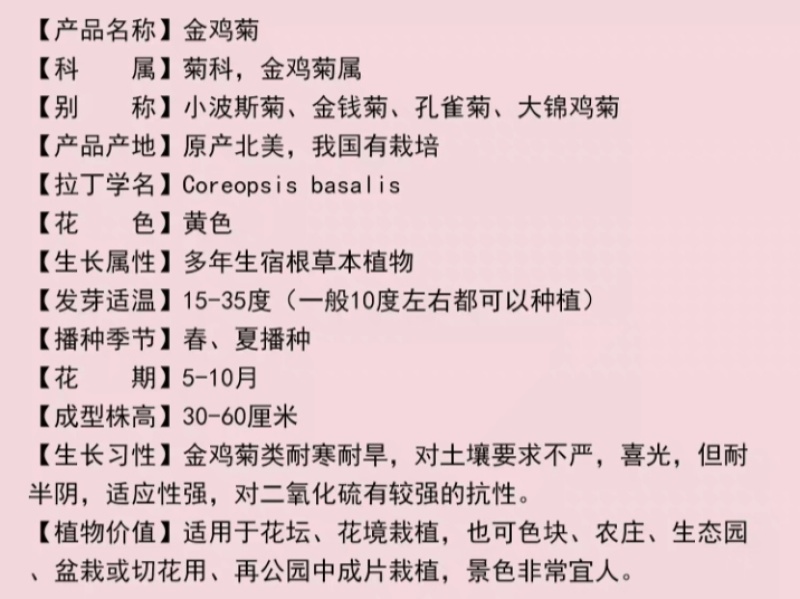 金鸡菊厂家货源批发价格全国发货价格便宜欢迎下单咨询