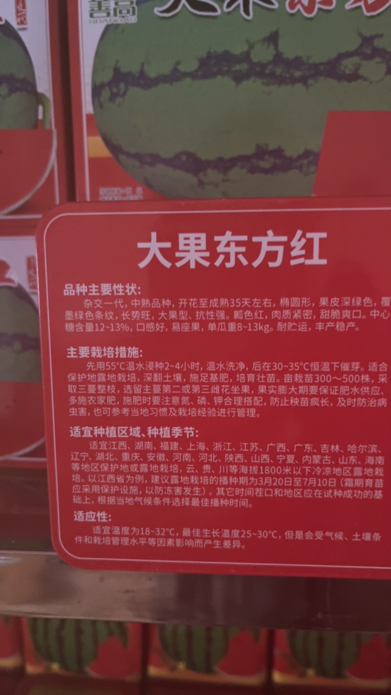 大果东方红杂交一代超大超甜**