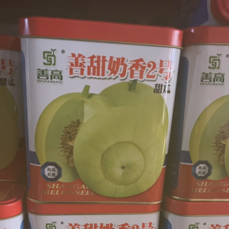 善甜奶香2号甜瓜新型早熟品种瓜大超甜